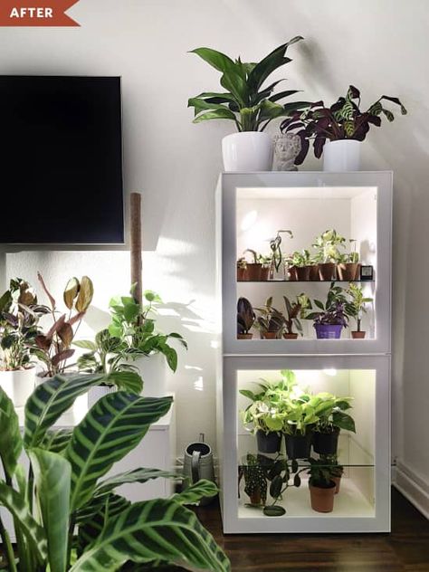 After: IKEA BESTA cabinet with glass doors, outfitted with grow lights Besta Ikea Plants, Indoor Plant With Lights, Indoor Glass Greenhouse, Indoor Garden Grow Lights, Grow Light Cabinet, Ikea Grow Light, Plant Lighting Indoor, Plants Lighting Indoor, Indoor Plant Grow Lights