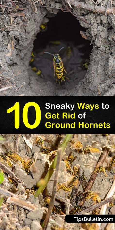 10 Sneaky Ways to Get Rid of Ground Hornets Natural Wasp Repellent, Wasp Deterrent, Hornet Trap, Bee Repellent, Getting Rid Of Bees, Wasp Nest Removal, Wasp Killer, Ground Bees, Wasp Repellent