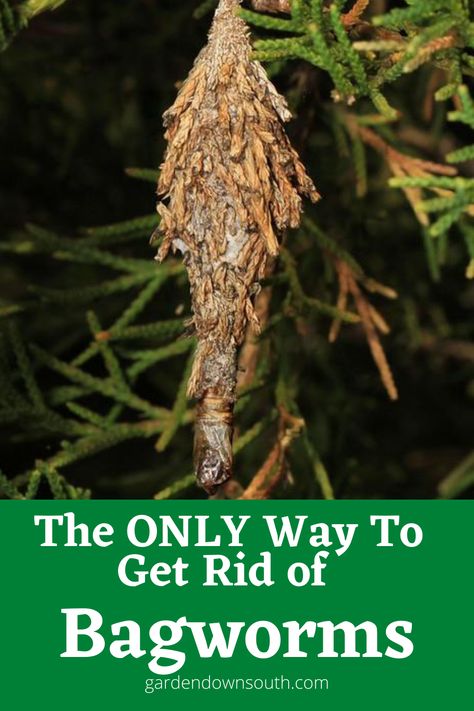 Are bagworms destroying your evergreen trees? Herein lies a guide to treating bagworms and getting rid of them once and for all Bagworm Moth, Leland Cypress, Bag Worms, Kill Bugs, Juniper Tree, Poplar Tree, Moth Caterpillar, Tree Nursery, Cypress Trees