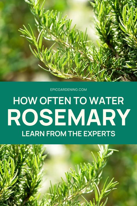 Rosemary Plant Care, Plant Rosemary, Best Perennials For Shade, Herbs Medicine, Epic Gardening, Herb Growing, Bucket Garden, Low Water Landscaping, Gardening Herbs