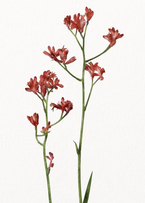 Watercolor red flower, kangaroo paw collage element psd | premium image by rawpixel.com / Aum