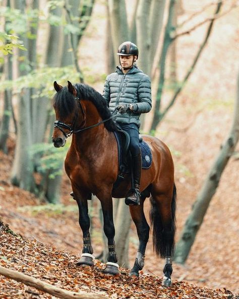 Matt Harnacke Horse, Matt Harnacke, Gorgeous Horses, Horse And Human, Mountain Climbers, Riding Outfit, Horse Photography, Dressage, Equestrian