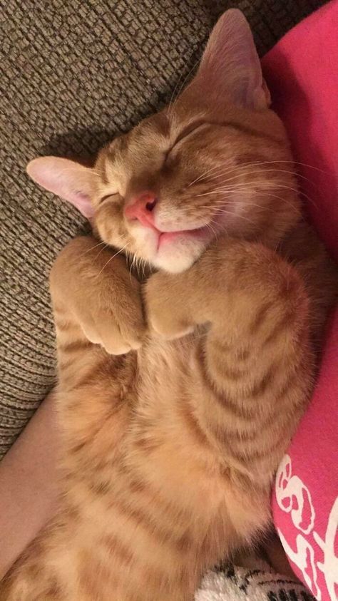 Cute Cat Sleeping, Funny Animal Images, Sleepy Animals, Cat Quotes, Fluffy Animals, Cat Sleeping, Funny Cat Pictures, Cat Nap, Cute Funny Animals