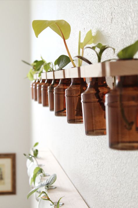 Plant vibes only! We asked @alenagee to share her DIY Propagation tips & tricks - this cute DIY Wall Decor featuring our amber Glass Bottle Bud Vases is perfection! #WorldMarket #Plants #PlantsOfInstagram #Propagation #HomeDecor Diy Propagation Wall, Diy Propagation, Propagation Wall, Plant Vibes, Propagation Tips, Library Classroom, Decorating With Plants, Cosy Vibes, Plants In Bottles