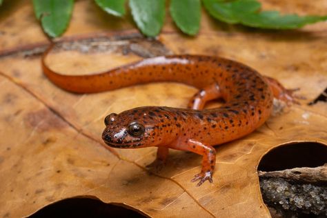 Northern Red Salamander (Pseudotriton ruber ruber) | par Noah K. Fields God Ocs, Red Salamander, Frog Song, Amazing Frog, Painting References, Salamanders, Animal Study, Sugar Glider, Creature Concept Art