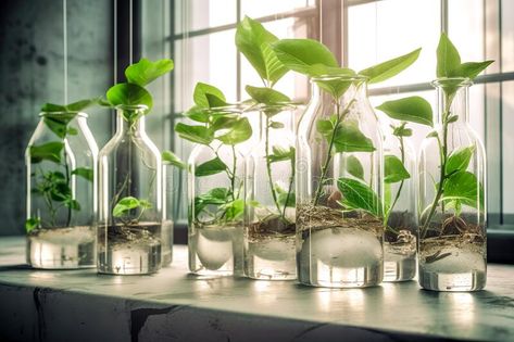 Plants in the laboratory in glass bottles, research and cultivation of genetically modified plants, made with Generative royalty free stock photo Plant Laboratory, Herbalism Aesthetic, Conical Flask, Different Planets, Plant Tissue, Vector Border, About Plants, Inspiration Images, Plant Science