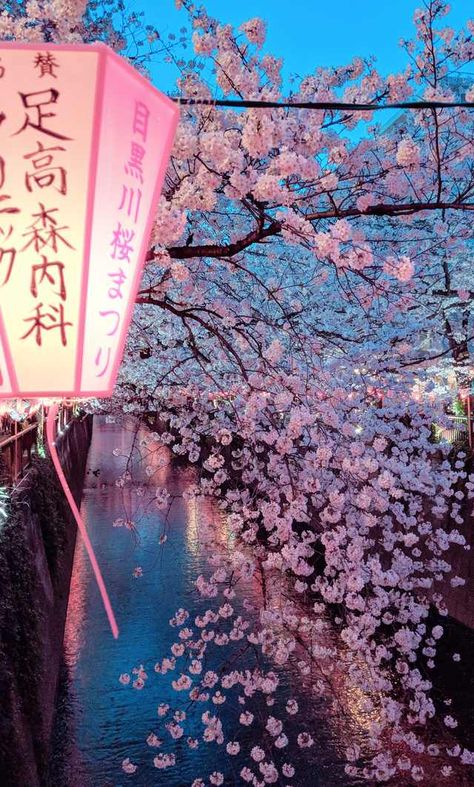 Japan Tourism, Cherry Blossom Trees, Tokyo Japan Travel, Japan Photography, Japon Illustration, Japan Aesthetic, Aesthetic Japan, Tokyo Travel, Japan Photo