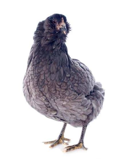 Araucana Chicken Breed Guide: Lifespan, Color, Eggs, Care Guide, Pictures Giant Chicken Breeds, Araucana Chickens, Ameraucana Chicken, Rhode Island Red Chickens, Heritage Chicken Breeds, Easter Egger Chicken, Brahma Chicken, Giant Chicken, Chicken Flock