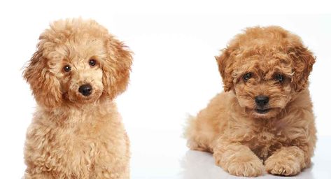 Toy Poodle Vs Miniature Poodle - What's The Difference? Apricot Poodle Miniature, Toy Poodle Apricot, Poodle Black, Tiny Toy Poodle, Small Poodle, Poodle Haircut, Mini Poodle, Poodle Toy, Poodle Puppy Standard