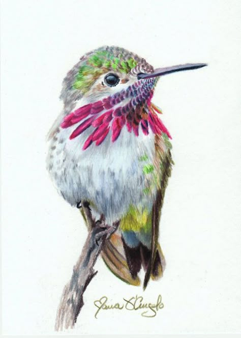 hummingbird - caliope Hummingbird Art Drawing, Realistic Animal Drawings, Watercolor Hummingbird, Hummingbird Painting, D Angelo, Hummingbird Art, Pastel Portraits, Chicken Art, Watercolor Paintings Easy