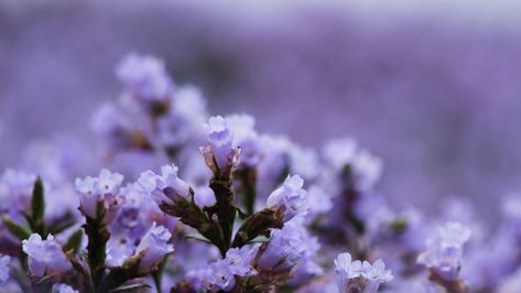 Neelakurinji, the Wonder Flower to Bloom after 12 Years: Kerala Will Soon Turn Blue! Munnar Kerala, Botanical Science, Magical Flowers, Bamboo Species, Forest Department, Western Ghats, Kerala Tourism, Turn Blue, Munnar