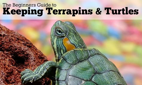 The Beginners Guide to Keeping Terrapins & Turtles (Complete Guide) Red Ear Slider, Red Eared Slider Turtle, Turtle Names, Slider Turtle, Loggerhead Turtle, Water Turtle, Loggerhead Sea Turtle, Galapagos Tortoise, Red Eared Slider