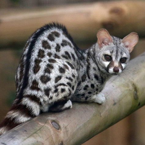 Pardine Genet (Genetta pardina) - from Senegal eastwards to Ghana South Africa Wildlife, Pretty Animals, Animal Species, Wild Dogs, Wildlife Animals, African Safari, Leopards, Unique Animals, Exotic Pets