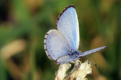 Azure Butterfly, Bird Habitat, Spring Butterflies, Plants That Attract Butterflies, Hummingbird Moth, Myths And Facts, About Butterfly, Butterfly Habitat, Ultimate Backyard