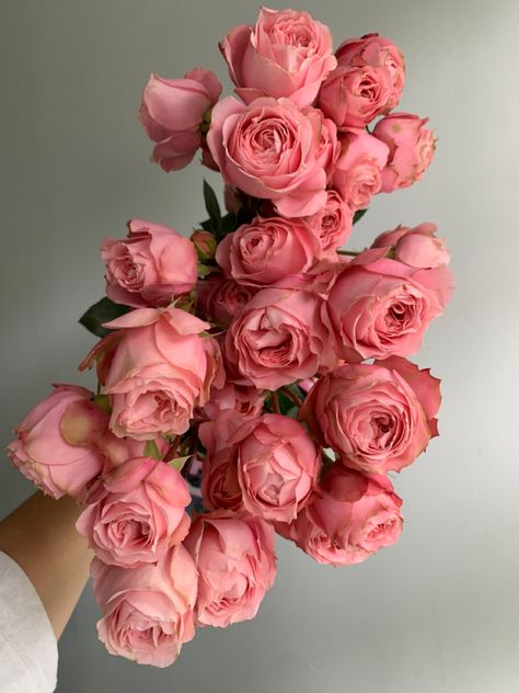 Pink Expression Rose, Pink Roses Aesthetic, Pink Spray Roses, Flower Guide, Flower Studio, Wallpaper Nature Flowers, Flower Therapy, Beautiful Bouquet Of Flowers, Spray Roses