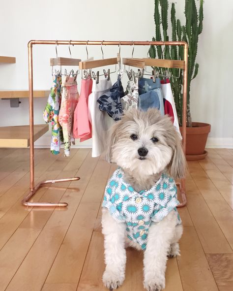 Dog Clothes Rack, Dog Wardrobe Closet Diy, Pet Wardrobe, Diy Clothing Rack, Dog Wardrobe, Wardrobe Diy, Dog Closet, Dog Bedroom, Diy Clothes Rack