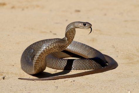 Types Of Snakes, Inland Taipan, Black Mamba Snake, Mamba Snake, Snake Images, Milk Snake, Hognose Snake, Garter Snake, Small Lizards