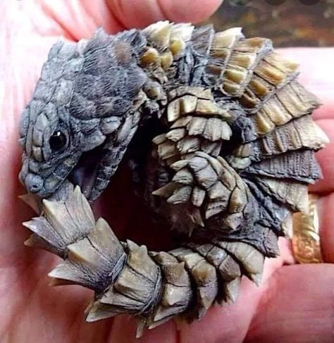 Armadillo Lizard, Lizard Habitat, Cute Lizard, Tiny Dragon, Unusual Pictures, Cute Reptiles, Reptiles And Amphibians, Gecko, Wildlife Photography