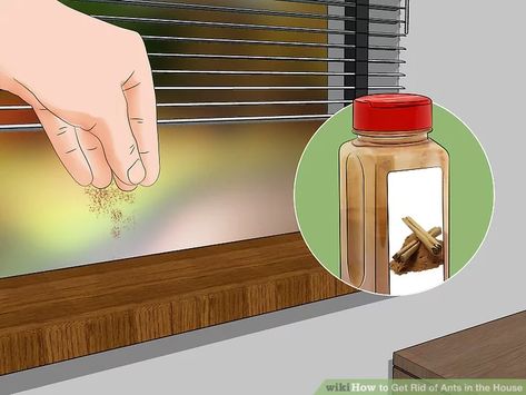 How To Repel Ants In House, Remedy For Ants In House, How To Get Rid Of Anys In The House, Home Remedy To Get Rid Of Ants, How To Get Ride Of Ants In Your House, Ants In House Get Rid Of Pet Safe, Ants In Kitchen Get Rid Of, Ant Control In House, How To Stop Ants From Coming In House