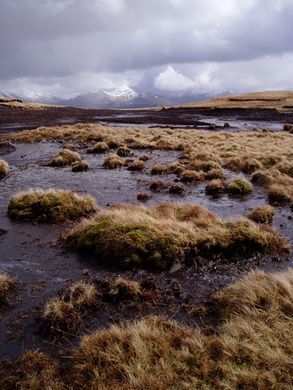 Background Practice, Bog Body, Peat Bog, Aigle Royal, Sense Of Place, Fantasy Landscape, The Two, Nature Photos, Landscape Design