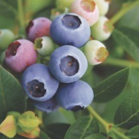 Jersey Blueberry Plant Gooseberry Plant, Elderberry Plant, Blackberry Plants, Highbush Blueberry, Raspberry Plants, Growing Blueberries, Berry Garden, Spring Hill Nursery, Blueberry Plant