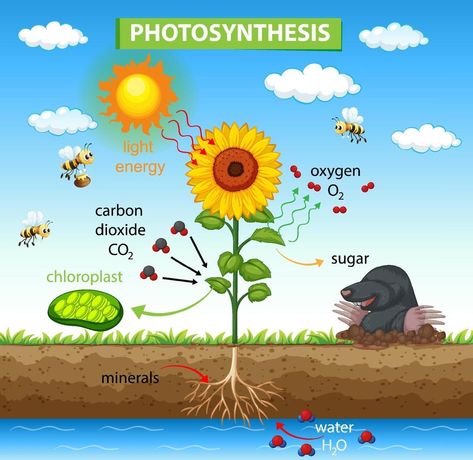 Diagram showing process of photosynthesis in plant Process Of Photosynthesis, Nutrition In Plants, Biology Plants, Holiday Homework, Plant Activities, Plant Vector, Plant Cell, Easy Arts And Crafts, Plant Drawing