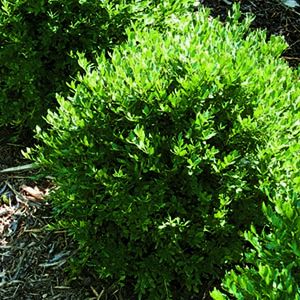 Get the Look: English Cottage Garden (Zone: 3 - 7) Boxwoods Along Driveway, Hamptons Landscaping, Green Mountain Boxwood, Courtyard Entrance, English Boxwood, Boxwood Landscaping, Front Landscape, Box Wood Shrub, Boxwood Balls