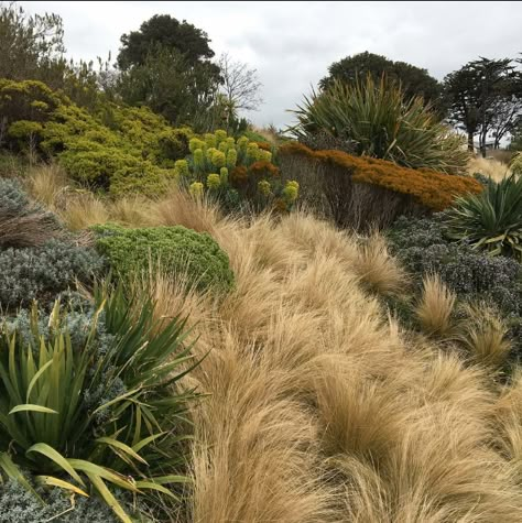 Olive Tree Garden, Olive Trees Garden, Hillside Farms, Lifestyle Block, Beach House Landscaping, California Native Garden, Landscaping On A Hill, Dubai Garden, Tuscan Farmhouse