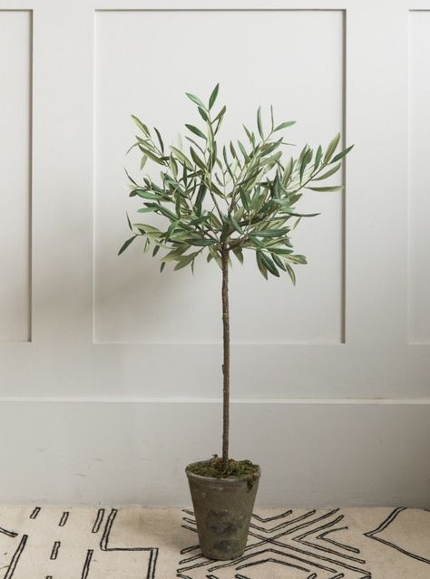 Small Faux Olive Tree Faux Olive Tree Indoor Uk, Olivier En Pot, Everlasting Bouquet, Faux Olive Tree, Fawn Colour, Farrow And Ball Paint, English Cottage Style, Color Fields, Farrow And Ball