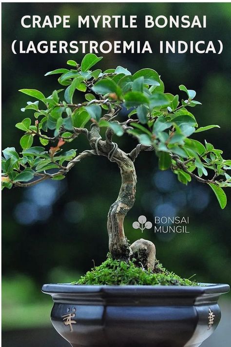 Crape Myrtle Bonsai, known for its charming flowers and distinctive bark, is a sought-after species that brings elegance to any collection. Enthusiasts value its vibrant, long-lasting blooms and its adaptability to diverse climates. Explore our exclusive guide for insider insights on care, styling, and enhancing the beauty of these captivating miniature trees. Photo Credit: @bonsai_mungil Crape Myrtle Bonsai, Trees Photo, Crape Myrtle, Miniature Trees, Bonsai Tree, Green Leaves, Beauty