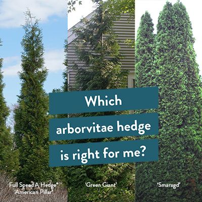 Thuja Hedge, Mixed Privacy Hedge, Arborvitae Hedge, Forever Goldie Arborvitae Tree, Green Giant Arborvitae Privacy, Degroots Spire Arborvitae, Holmstrup Arborvitae, Rheingold Arborvitae, Schip Laurel