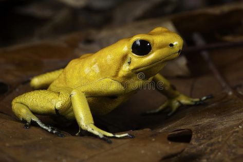 Poison dart frog. Phyllobates terribilis poisonous animal of tropical Amazon rai , #spon, #Phyllobates, #terribilis, #poisonous, #Poison, #dart #ad Strawberry Poison Dart Frog, Frog Images, Poison Arrow Frog, Poisonous Animals, Animal Design Illustration, Frog Facts, Poison Frog, Poison Dart Frog, Dart Frogs