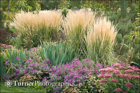 calamagrostis x acutiflora 'Karl Foerster'  feathered reed....  H: 2-3 ' front medium...with Asters and 'Autumn Joy' Sedum Landscaping With Karl Forester, Karl Forrester Landscaping, Ornamental Grasses Karl Forester, Carl Forrester Grasses, Karl Forester Landscaping Ideas, Feather Reed Grass Landscaping Ideas, Carl Forester Grass Landscaping, Feather Reed Grass Landscaping, Karl Forester Landscaping