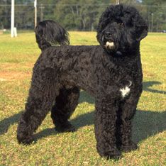 Portuguese Water Dog- this dog became famous after being the breed of choice in the white house. Portugese Water Dogs, Hypoallergenic Dog Breed, Expensive Dogs, Hypoallergenic Dogs, Portuguese Water Dog, Water Dog, Dog Show, Family Dogs, Training Your Dog