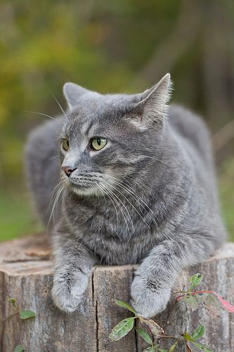 Grey Tiger Cat, Tiger Cat, Gray Cat, Grey Cat, Cat Garden, Warrior Cat, Cute Cats And Kittens, Cat Care, Warrior Cats