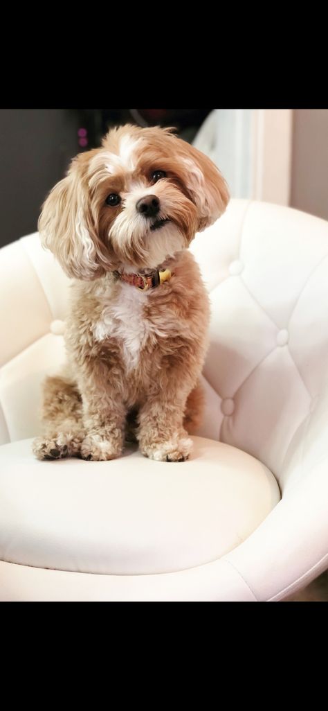 Shipoo Haircut Styles, Shi Poo Dog, Shitzu Poodle Haircuts, Shitzu Poodle Mix Puppies, Shih Poo Full Grown, Shipoo Dog Haircuts, Shitzu Puppies Haircuts, Shihpoo Grooming Styles, Shih Poo Haircuts