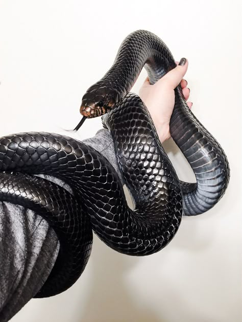 Cute Reptiles, Cute Snake, Beautiful Snakes, Reptile Snakes, Pet Snake, Bellatrix Lestrange, Cold Blooded, Slytherin Aesthetic, Black Snake