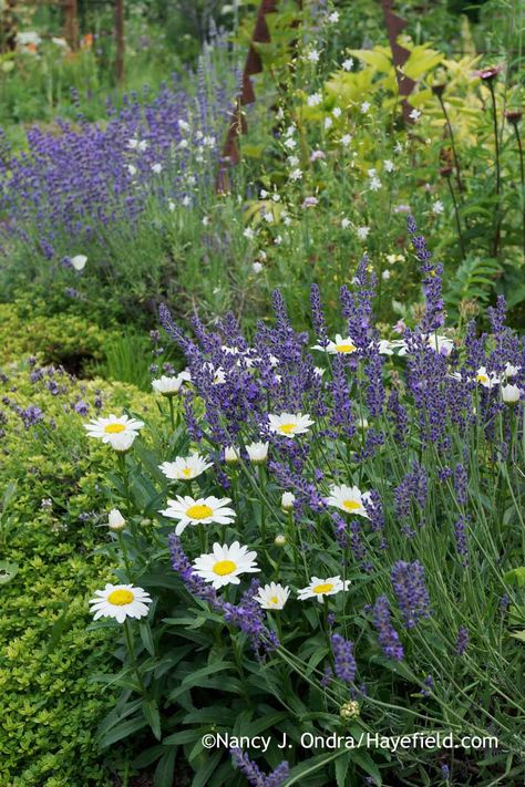 'Munstead' English lavender (Lavandula angustifolia) with 'Snowcap' Shasta daisy (Leucanthemum x superbum), 'Clear Yellow' thyme (Thymus) and branched St Bernard's lily (Anthericum ramosum) [Nancy J. Ondra at Hayefield]