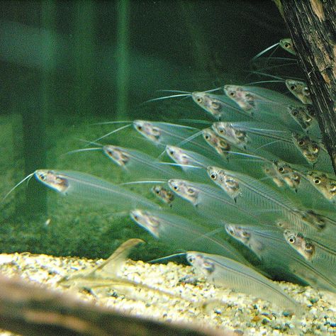 Ghost Glass Catfish Ghost Fish, Glass Catfish, Community Tanks, Freshwater Aquarium Fish, Glass Fish, Beautiful Fish, Aquascaping, Freshwater Aquarium, Freshwater Fish