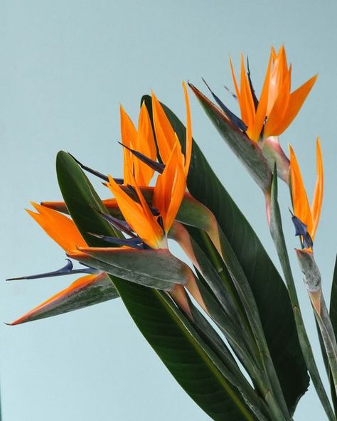 Plant Circle ™️ on Instagram: "Whether it flowers or not is up to you, so we can't make any promises... but what we can promise is that you'll find the most stunning Strelitzia Reginae specimens in the shop right now! The iconic Bird of Paradise is a true statement plant that's sure to spark joy every time you look at it! 🌴💚 #FoliageFriday #StrelitziaReginae #BirdOfParadise #PlantCircle #UrbanJungleBloggers #PlantsOfInstagram #PlantLove #Greenery #HousePlantClub #IndoorJungle #Horticulture #B Strelitzia Reginae, Birds Of Paradise Plant, Silver Plant, Bird Of Paradise Plant, Paradise Plant, Plant Goals, Philodendron Monstera, Flower Guide, Colourful Flowers