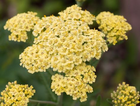 Common Yarrow, Yellow Yarrow, Plants That Attract Butterflies, Yarrow Flower, Daisy Dog, Medicinal Herb, Achillea Millefolium, Plant Problems, Portland Me