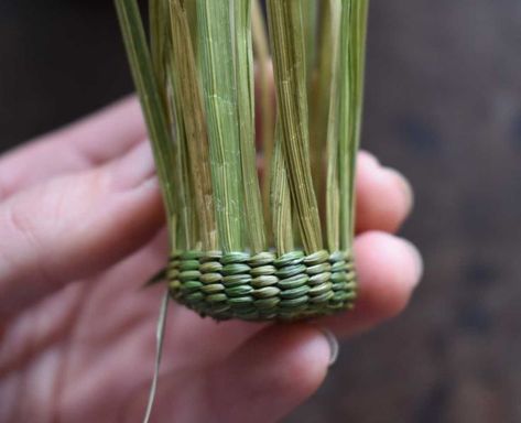 Basket Weaving Diy, Basket Weaving Patterns, Pine Needle Baskets, Basket Uses, Invasive Plants, Diy Weaving, Woven Baskets, Plant Fibres, Plant Roots