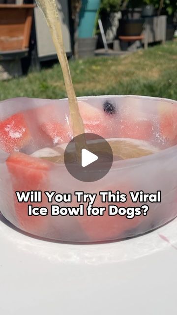 Meet The Chows | Anny & Rambo on Instagram: "🧊 Will you try this viral ice bowl for your dog this summer? 

#summertrends #viraltrend #icebowl #dogtreat #dogtreats #summervibes #funtreats" Ice Bowl, Fun Treats, Dog Recipes, Viral Trend, July 12, Chow Chow, Summer Trends, Treat Recipe, Dog Treats