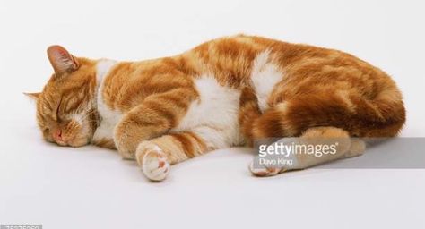 Ginger Tabby Cat, Ginger Tabby, Lay Photo, Cat Anatomy, Side Sleeping, Cat Reference, Image Cat, Cat Pose, Cat Sleeping