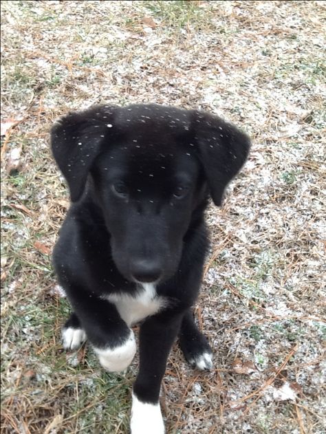 Black Lab Border Collie mix.  I have one and she is the best dog ever!  I wouldn't want any other breed of dog! Border Collie Black Lab, Black Lab Mix Dogs, Black Lab Border Collie Mix Dog, Borador Dogs, Borador Puppy, Border Collie Lab Mix, Lab Mix Puppies, Puppy Black, Border Collie Mix