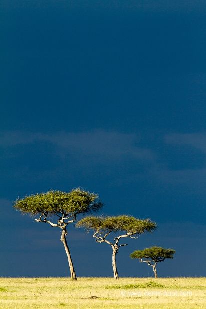 African Tree, Acacia Tree, Landscape Photography Tips, Out Of Africa, Nature Tree, Africa Travel, Giraffes, Beautiful Tree, Nature Pictures