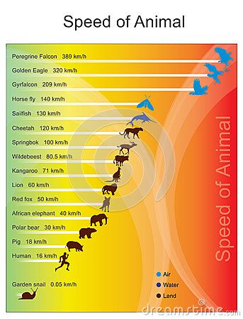 The fastest land animal is the cheetah which has a recorded speed Earth Science Lessons, Student Resume Template, True Interesting Facts, Gk Questions And Answers, Gk Knowledge, The Cheetah, General Knowledge Book, Learn Facts, Bar Graphs