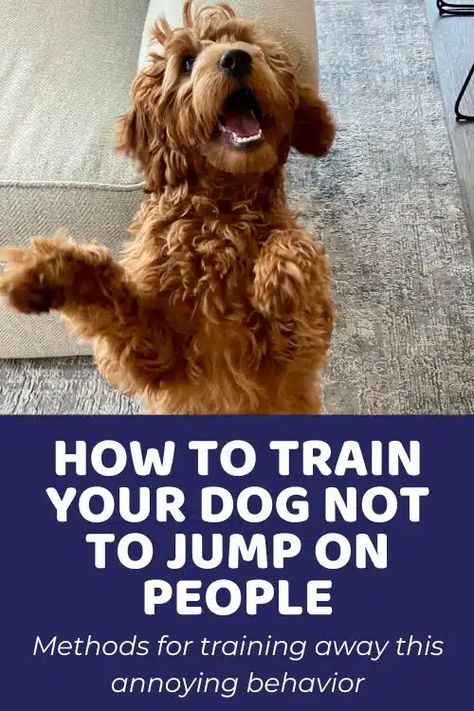 Training Goldendoodle Puppy, Goldendoodle Videos, Goldendoodle Puppy Haircut, Mini Golden Doodle Haircut, Golden Doodle Training Tips, Golden Doodle Hair Care, Dog Exercise Ideas, Poodle Training Tips, Doodle Training