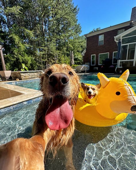 Kicking it poolside w/ my bestie @russet_the_corgi #dogsofinstagram #goldenretriever #corgi #dogselfie Animals In Art, Golden Retriever Baby, Cute Fluffy Dogs, Cute Dogs Images, Very Cute Puppies, Cute Animals Puppies, Very Cute Dogs, Dog Selfie, Silly Dogs