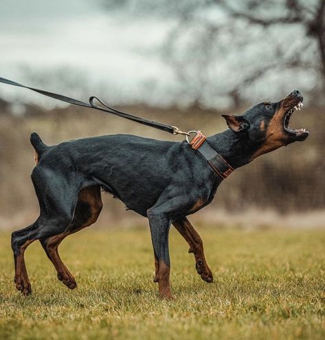 American Doberman, Doberman Training, Black Doberman, Hair Movement, Dog Anatomy, Doberman Pinscher Dog, Scary Dogs, Dog Poses, Animal References